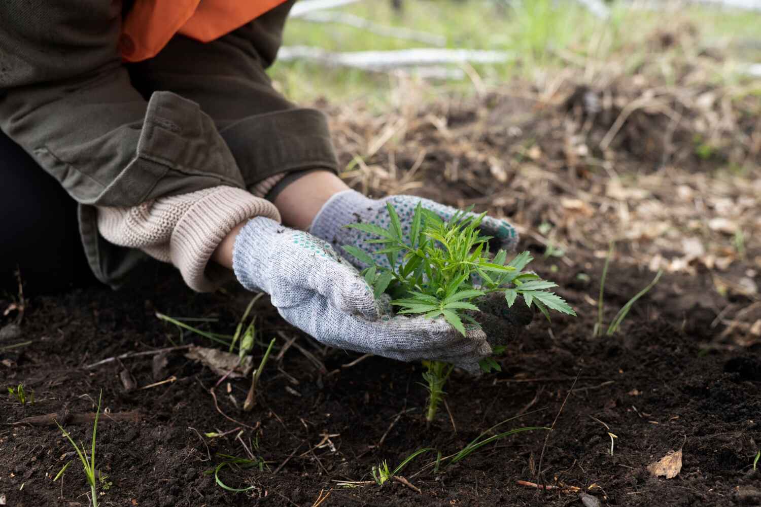 Best Dead Tree Removal  in Stratmoor, CO